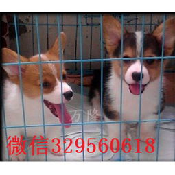 纯种柯基犬多少钱一只