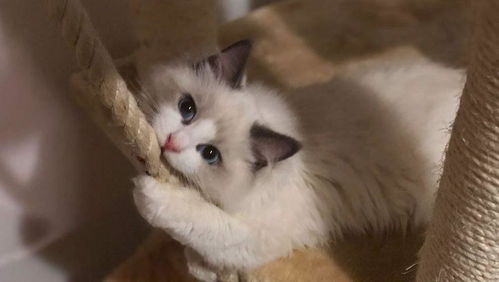 仙女猫多少钱一只