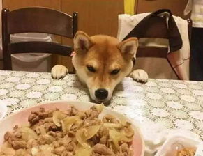 宠物狗上餐饮桌怎么办啊