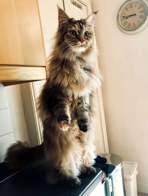 缅因猫多少钱一只