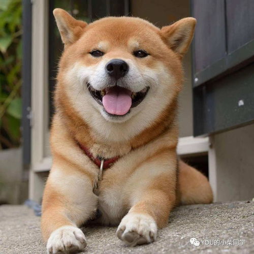 柴犬一般多少钱一只
