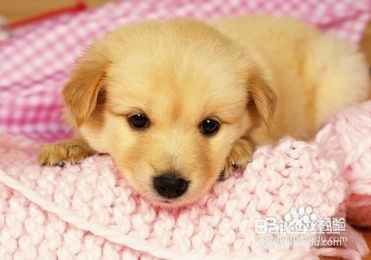 宠物狗冬天感冒怎么办啊
