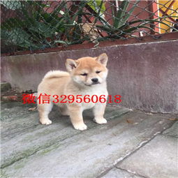 好一点的柴犬多少钱