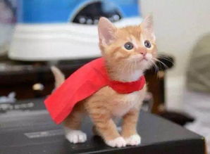 怎么在手机上有宠物猫卖