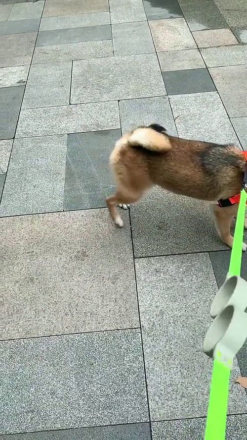宠物狗拉完粑粑怎么办啊