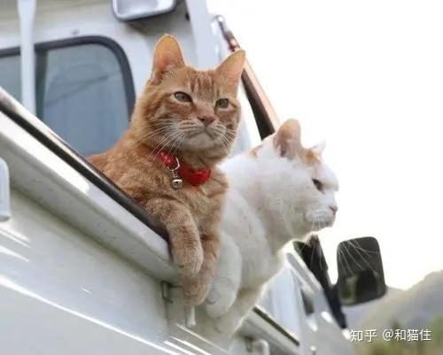 宠物猫怎么带它出去