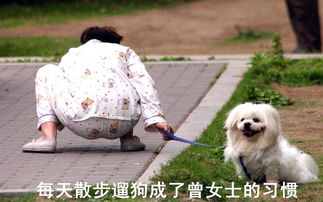 宠物狗打架咬人怎么办啊