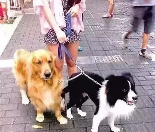 宠物狗绳子怎么拴上去的