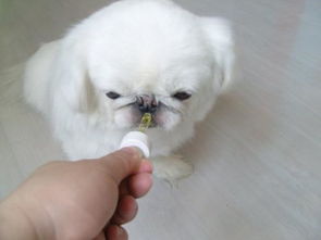 喂宠物狗吃药怎么喂的呢