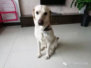 养宠物狗怎么搞卫生的呢