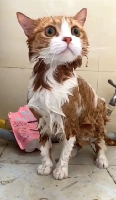 宠物猫屎怎么清理