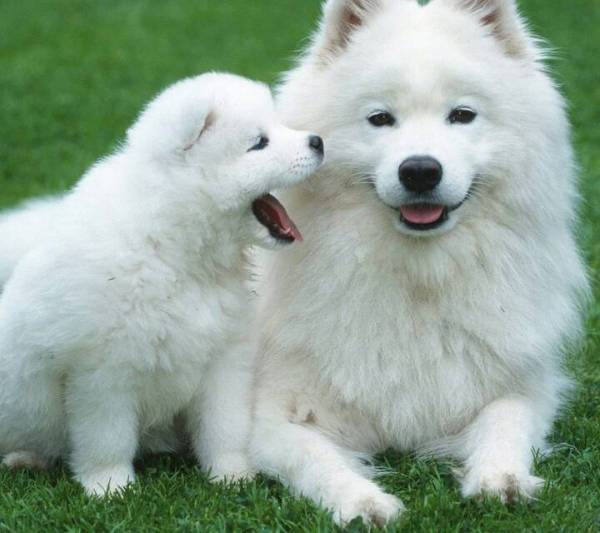 家有孕妇怎么养宠物狗好