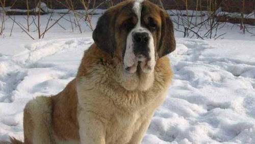 宠物狗战獒犬怎么训练的