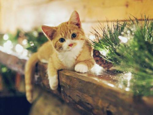 宠物猫自己怎么打针