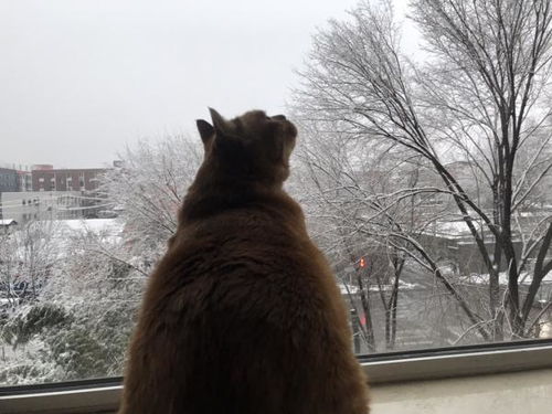 怎么给宠物狗买猫粮啊