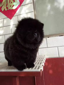 黑色松狮犬多少钱