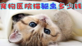 宠物医院猫驱虫多少钱