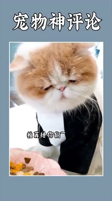 怎么才能把宠物猫养肥