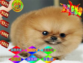 日本俊介犬多少钱