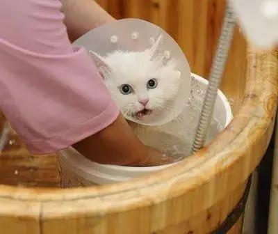 夏季宠物猫怎么洗澡
