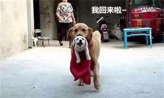 宠物狗跑出去玩怎么办
