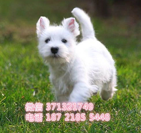 长沙犬舍宠物狗怎么样啊