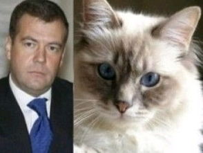 宠物猫他怎么写