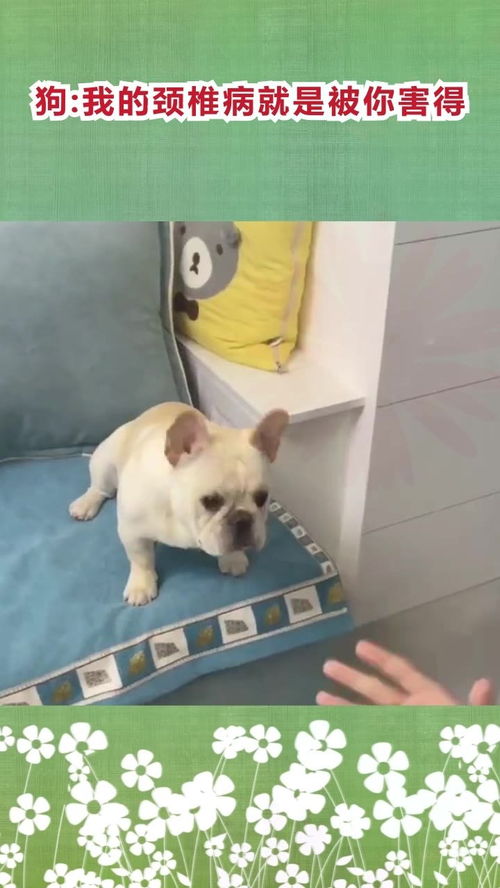 宠物狗得了颈椎病怎么办