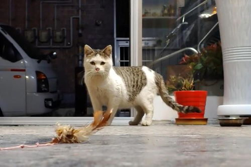 偷宠物猫怎么定罪