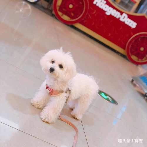 宠物狗毛怎么做的好看些