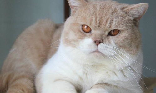 在海口怎么买宠物猫