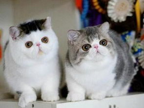 宠物猫鼻子怎么保养好呢