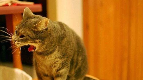 宠物猫吐怎么处理