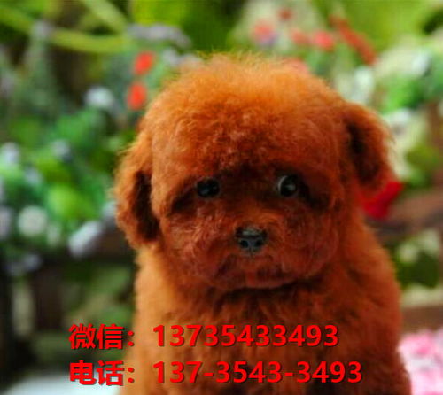 宠物狗贵宾犬怎么养才好