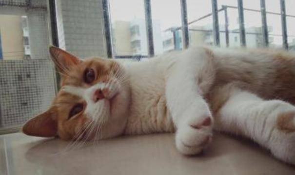 普通家猫宠物猫怎么养活