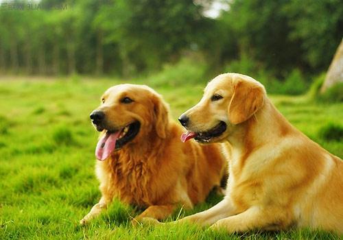 金毛母犬多少钱一只