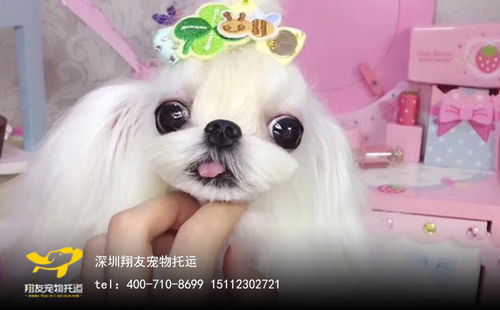 在老家的宠物狗怎么办