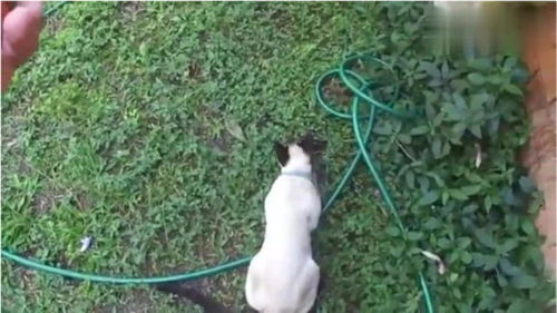 宠物猫怎么浇水