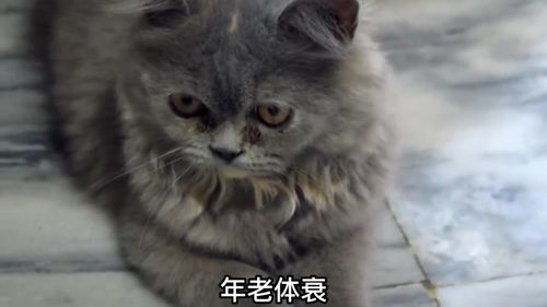 怎么样算宠物猫