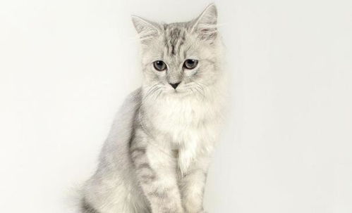 个人怎么运送宠物猫