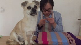 宠物狗做垫子怎么做的好看