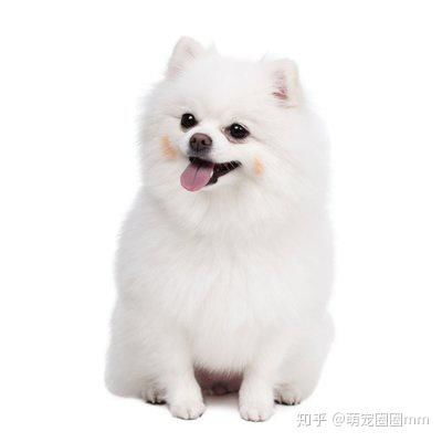 宠物狗长毛发黄怎么办啊