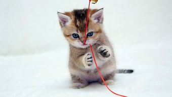怎么赚钱养宠物猫