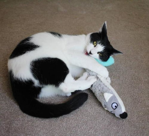 宠物猫走路不稳怎么救活