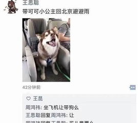 宠物猫飞机怎么携带