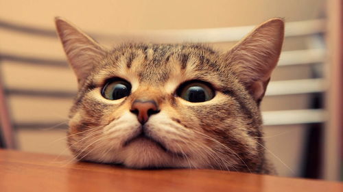 宠物猫怎么分好坏