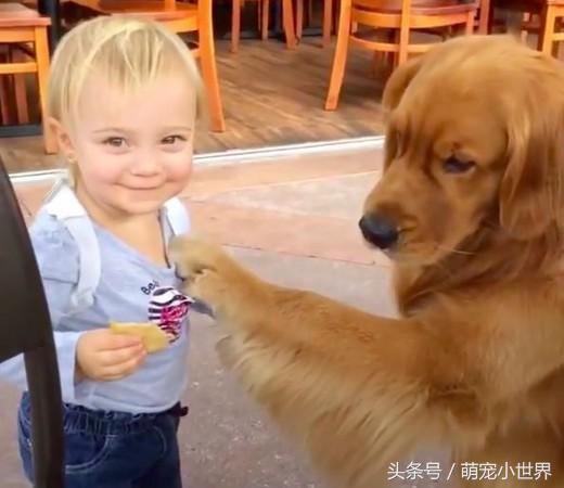主人折腾宠物狗怎么办啊