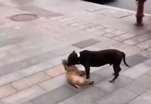 被宠物狗扑咬怎么办
