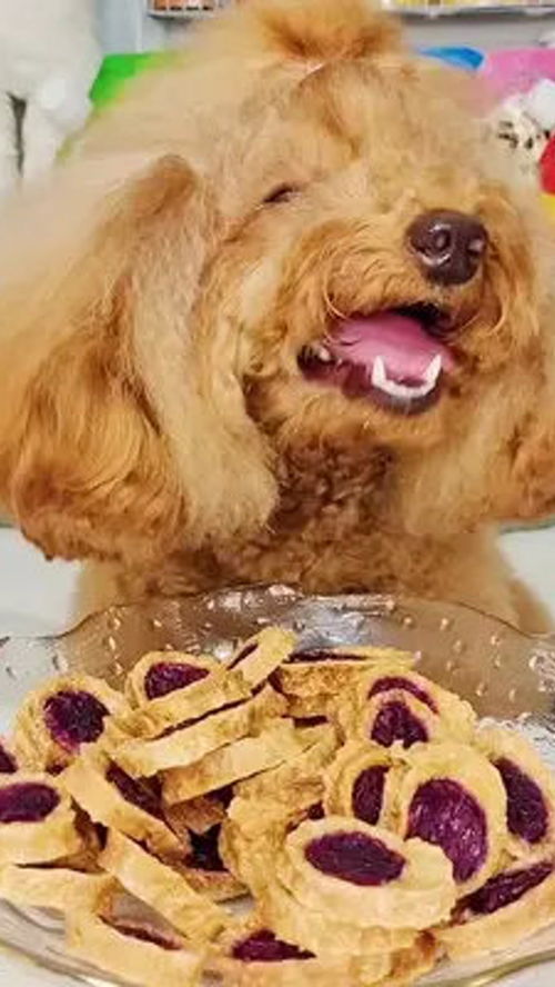 怎么给宠物狗做小零食