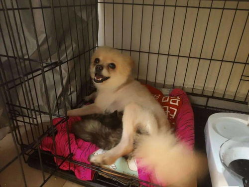 养宠物狗运气不好怎么办